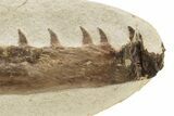 Fossil Mosasaur (Tethysaurus) Jaw - Asfla, Morocco #266937-2